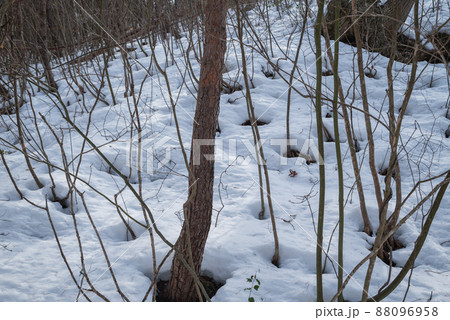雪解けの始まった山林【長野県】 88096958