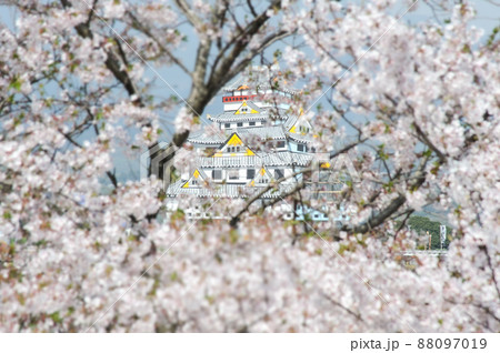 『桜』原城跡 原城一揆まつり一夜城 『桜』原城跡 原城一揆まつり一夜城 88097019