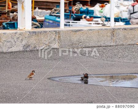 スズメの水浴び 横浜の山下公園(神奈川県横浜市) スズメの水浴び 横浜の山下公園(神奈川県横浜市) 88097090