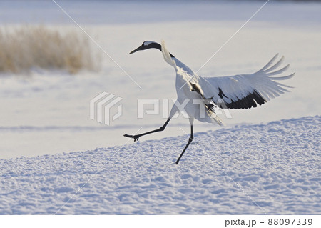 タンチョウヅル 88097339