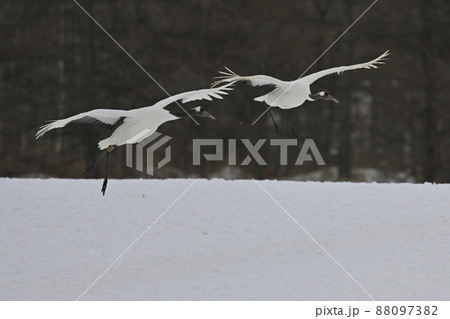 タンチョウヅル 88097382