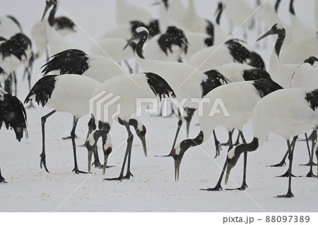 タンチョウヅル 88097389