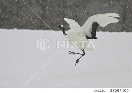 タンチョウヅル 88097409