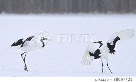 タンチョウヅル タンチョウヅル 88097429