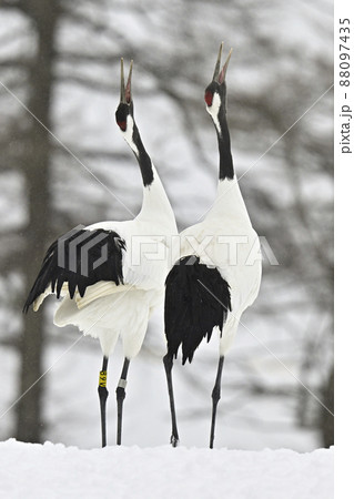 タンチョウヅル 88097435