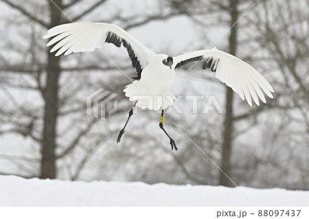 タンチョウヅル 88097437