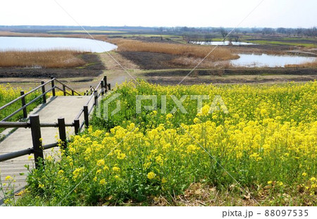 春の堤防沿いに咲き揃う癒しの黄色い花　風景 88097535
