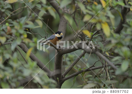 ヤマガラ 88097702