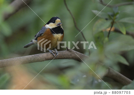 ヤマガラ ヤマガラ 88097703