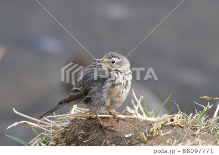 タヒバリ 88097771