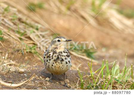 タヒバリ 88097780