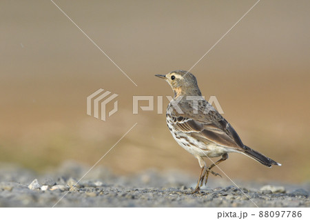 タヒバリ 88097786