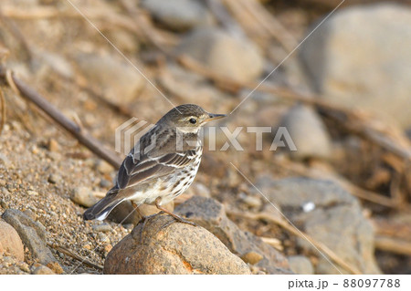 タヒバリ タヒバリ 88097788