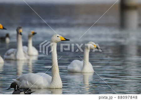 白鳥 白鳥 88097848