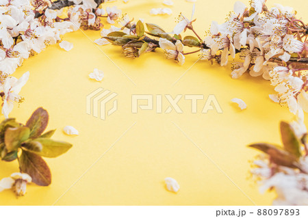 Sakura flower, spring blossom and April floral nature on pink background. Banner for 8 march, Happy Easter with place for text. Springtime concept. Top view. Flat lay. Sakura flower, spring blossom and April floral nature on pink background. Banner for 8 march, Happy Easter with place for text. Springtime concept. Top view. Flat lay. 88097893