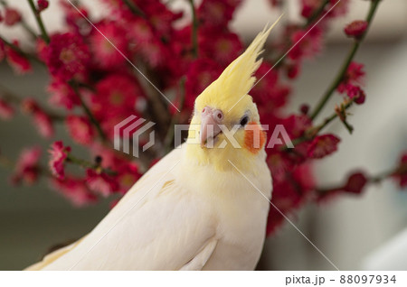 紅梅とオカメインコ 88097934