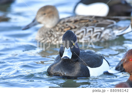 キンクロハジロ 88098142