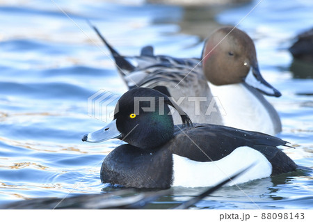 キンクロハジロ 88098143