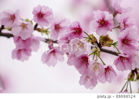 満開の大寒桜・名古屋 88098524