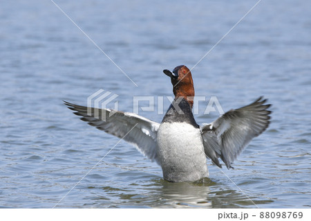 ホシハジロ ホシハジロ 88098769