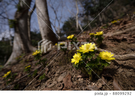 フクジュソウの咲く早春の山と暖かな春の日差し フクジュソウの咲く早春の山と暖かな春の日差し 88099292