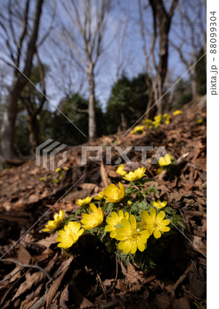 フクジュソウの咲く早春の山と暖かな春の日差し 88099304