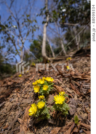 フクジュソウの咲く早春の山と暖かな春の日差し 88099334