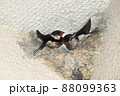ツバメの巣にいるツバメ 88099363