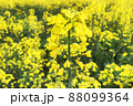 満開の菜の花畑の菜の花たち 88099364