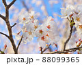 満開の桜の木のサクラたち 88099365