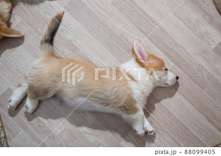 Cute welsh corgi puppies sleep on the floor. View from above. Cute welsh corgi puppies sleep on the floor. View from above. 88099405