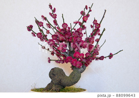 梅の盆栽（鹿児島紅）の写真素材 [88099643] - PIXTA