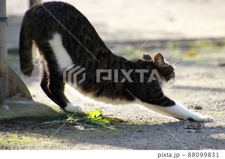 公園で寛ぐ野良猫　伸びをする　【千葉県習志野市藤崎森林公園にて】 88099831