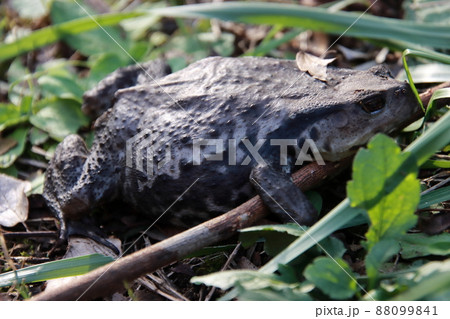 蛙のおもちゃ 【千葉県習志野市藤崎森林公園にて】 蛙のおもちゃ 【千葉県習志野市藤崎森林公園にて】 88099841