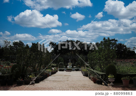 谷津バラ園 88099863