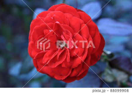 バラ 【千葉県習志野市谷津バラ園にて】 バラ 【千葉県習志野市谷津バラ園にて】 88099908