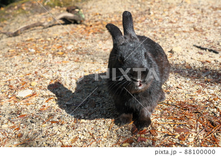 【年賀素材】大久野島のウサギ 遊歩道の黒27 広島県竹原市 【年賀素材】大久野島のウサギ 遊歩道の黒27 広島県竹原市 88100000