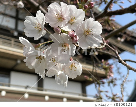 開花し始めた桜（ソメイヨシノ)の花 88100121
