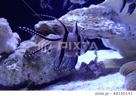 アマノガワテンジクダイ ( プテラポゴン・カウデルニイ) Pterapogon kauderni アマノガワテンジクダイ ( プテラポゴン・カウデルニイ) Pterapogon kauderni 88100142