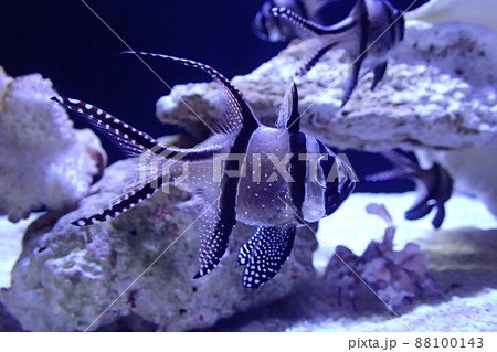 アマノガワテンジクダイ （ プテラポゴン・カウデルニイ） Pterapogon kauderni 88100143