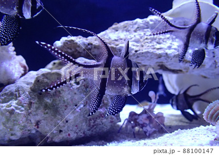 アマノガワテンジクダイ ( プテラポゴン・カウデルニイ) Pterapogon kauderni アマノガワテンジクダイ ( プテラポゴン・カウデルニイ) Pterapogon kauderni 88100147