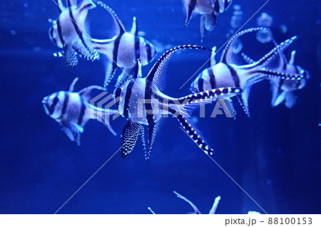 アマノガワテンジクダイ （ プテラポゴン・カウデルニイ） Pterapogon kauderni 88100153