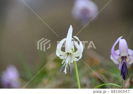 白いカタクリの花 白いカタクリの花 88100347