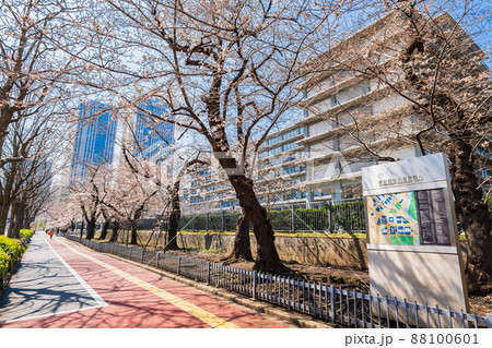 霞ヶ関　外務省前の桜 88100601