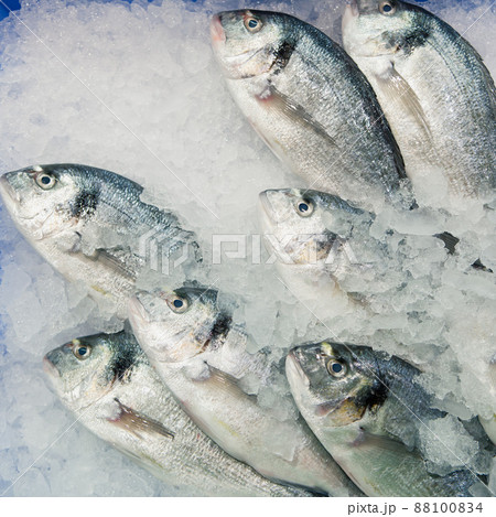 dorado fish on ice 88100834