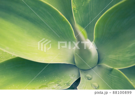 agave plant 88100899