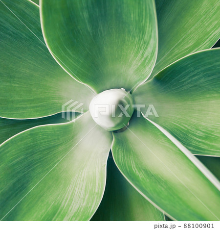 agave plant 88100901
