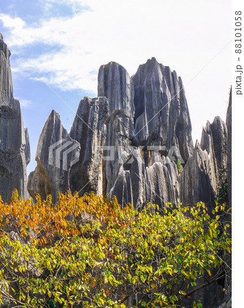 中国雲南省・世界遺産石林 88101058