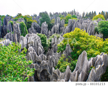 中国雲南省・世界遺産石林 88101213