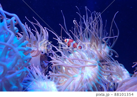 カクレクマノミ Amphiprion ocellaris カクレクマノミ Amphiprion ocellaris 88101354
